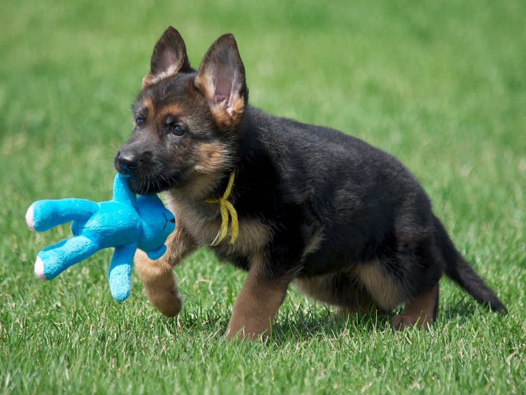 Yellow and her favorite toy