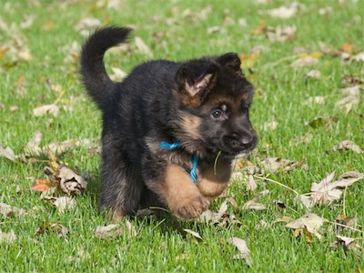 Vollmond - German Shepherd Puppies For Sale | Chicago Illinois Area