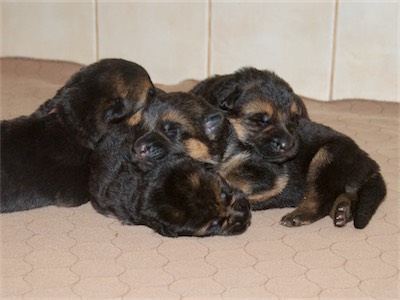 Vollmond - German Shepherd Puppies For Sale 