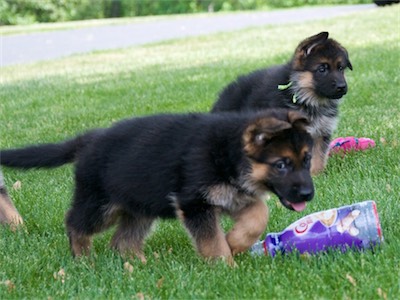 Vollmond German Shepherd Puppies For Sale Chicago Illinois Area