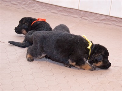 The Girls (Yellow, Orange and Pink)