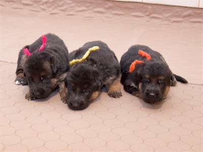 The Girls (Pink, Yellow and Orange)