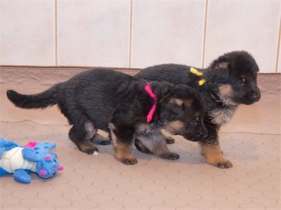 The Girls (Pink and Yellow)