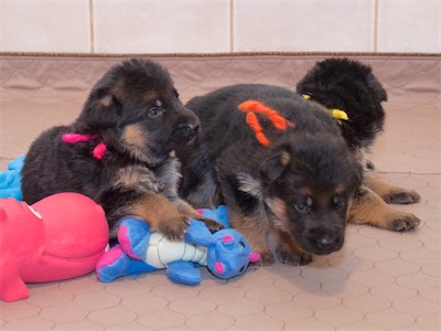 The Girls (Pink, Orange and Yellow)