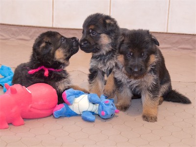 The Girls (Pink, Orange and Yellow)