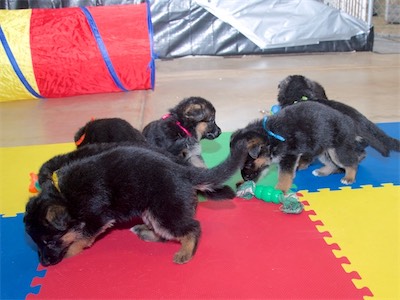 Yellow, Pink (girls) and Blue (boy)