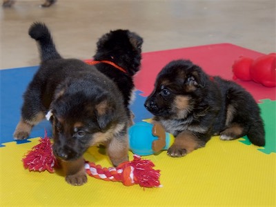 White (boy), Orange (girl) and Red (boy)