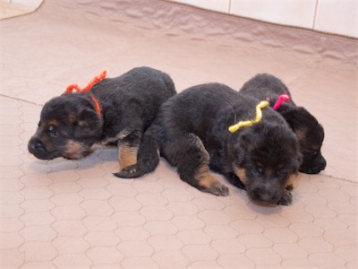 The Girls (Orange, Yellow and Pink)