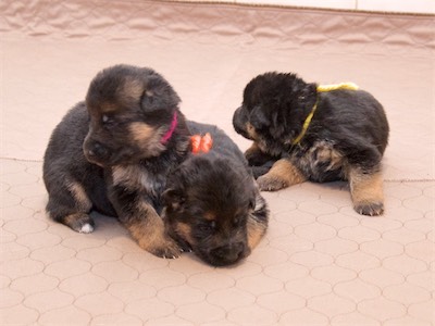 The Girls (Pink, Orange and Yellow)