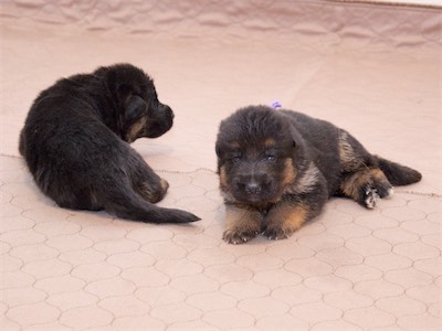 The Boys (Black and Purple)