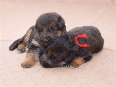 The Boys (White and Red)