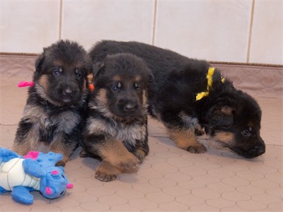 The Girls (Pink, Orange and Yellow)