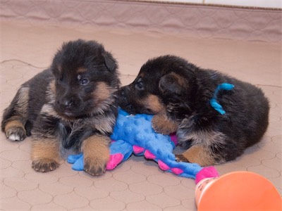 The Boys (Black, and Blue)