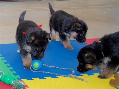 Red (boy), Orange (girl) and Green (boy)