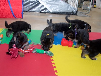 Orange (girl), Black (boy), Yellow (girl), Green, Purple and White (boys) 