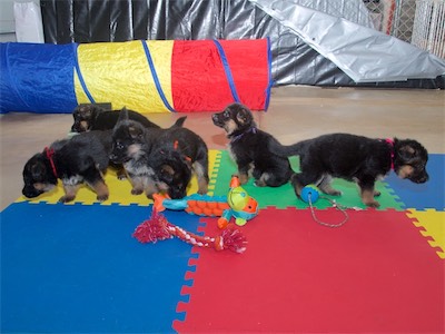 Red (boy) Yellow (girl), Black (boy), Orange (girl), Purple (boy) and Pink (girl)