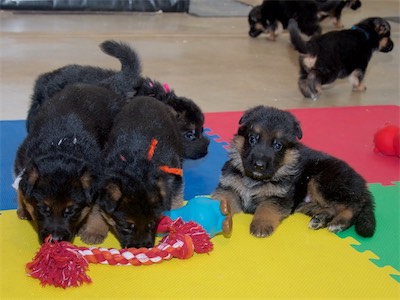 White (boy), Orange (girl), Pink (girl) and Red (boy)