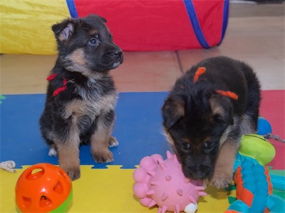 Red (boy) and Orange (girl)