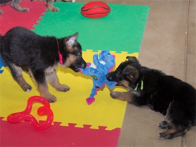 Pink and Green wanting the same stuffed toy.