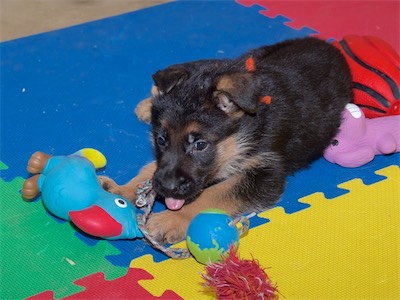 Orange chewing on the rope from ball tug.