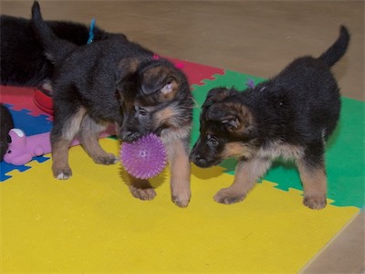 Pink carrying a squishy ball while Purple knocks it free.