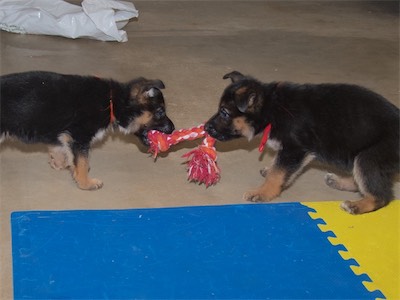 Orange and Red playing tug with a rope.