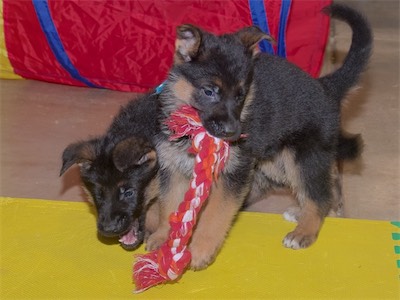 Black tying to take the rope from Blue.