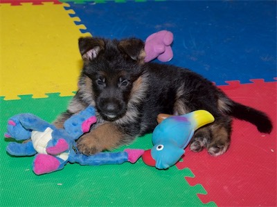 Green settling in to chew on the stuffed toy.