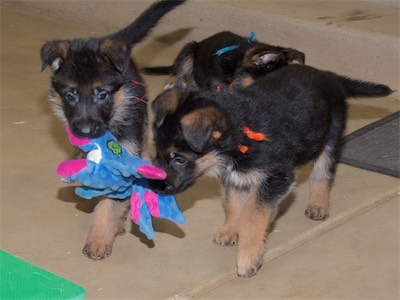 Pink and Orange carrying the toy off.