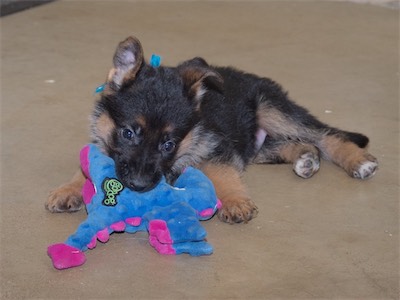 Blue's time with the stuffed toy.