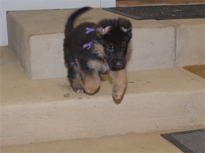 Purple jumping off a small stair.