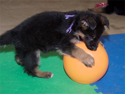 Purple trying to play with the big ball!