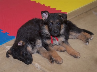 Black sleeping next to Red.