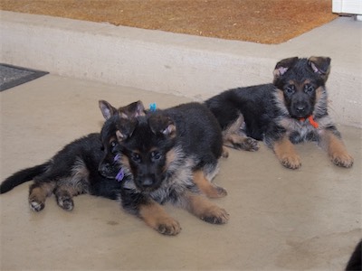 Blue with his heard on Purple's back while Orange looks on.