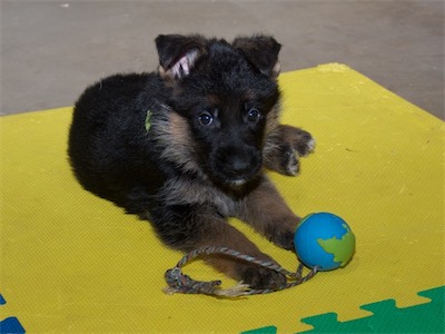 Green playing with the ball tug.