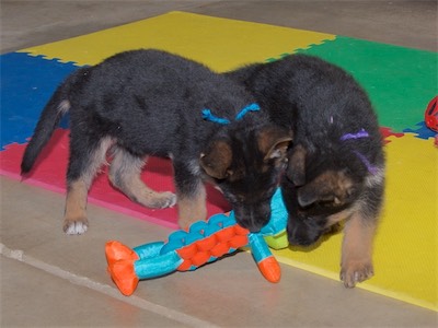 Blue and Purple playing with a stuffed toy.