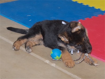 White chewing on the string of the ball tug.