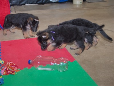 White watching as Purple goes to get the bottle. (Red hidden behond).