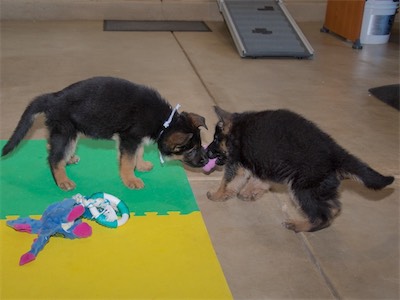 White and Black playing together.