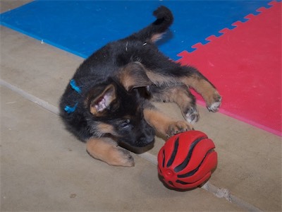 Blue with his paw on the football.