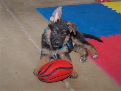 Blue looking cute with his one ear up.