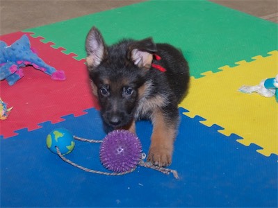 Red with the spiky ball.