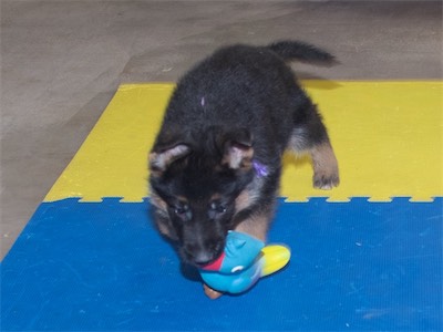 Purple carrying a squeaky toy.