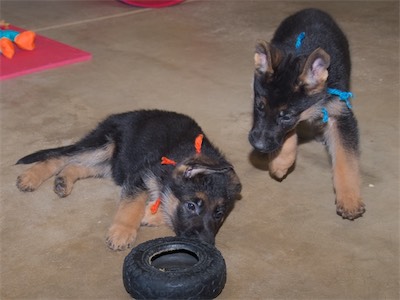 Blue watching Orange with the tire toy.