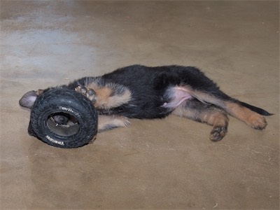 Orange with the tire.