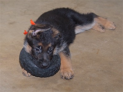 Orange with the tire.