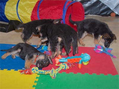 Puppies playing with toys.