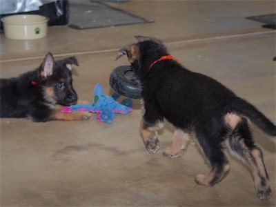 Orage carrying the tire as Red watches.