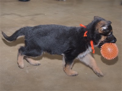 Orange carrying a ball.