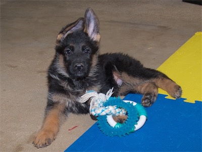 Black taking a break from a rope toy.